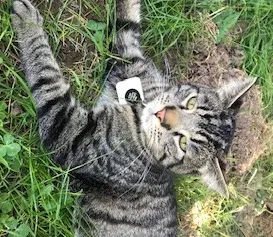 Lost cat in West Linn, OR, 97068