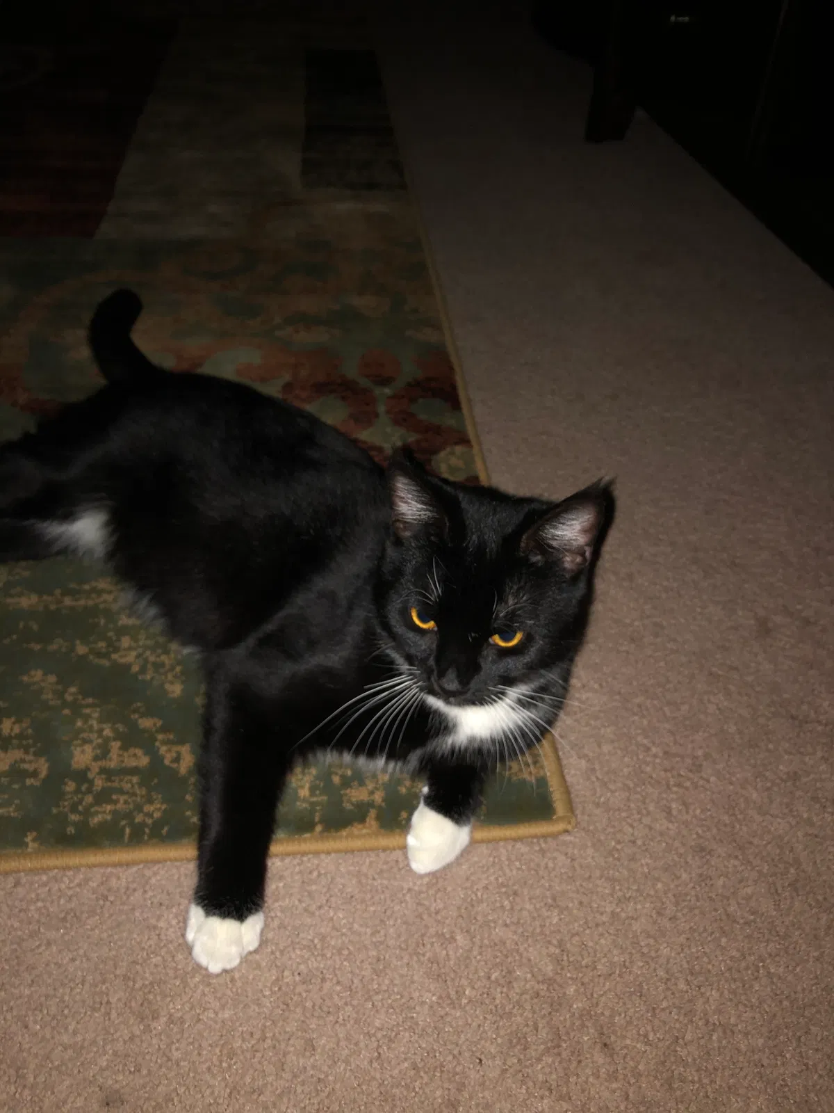 Lost cat in Johnson City, TN, 37604