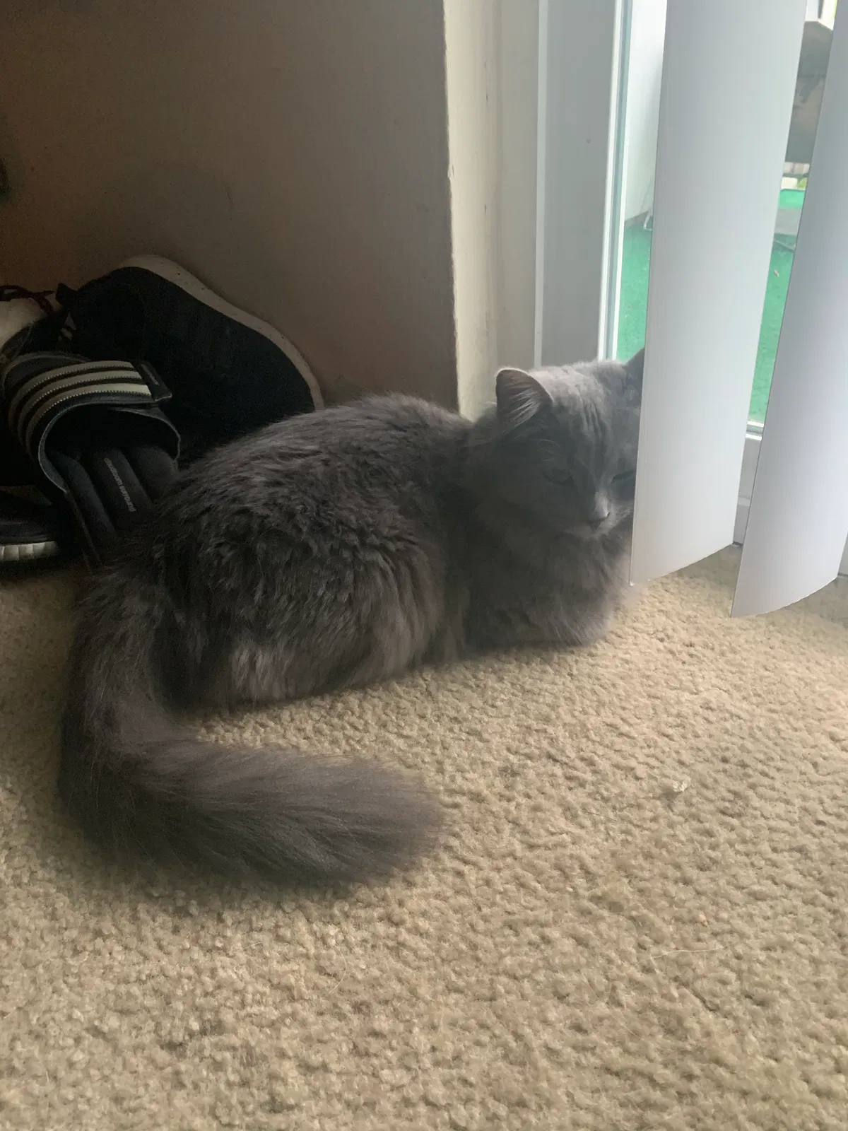 Lost cat in Horsham, PA, 19044