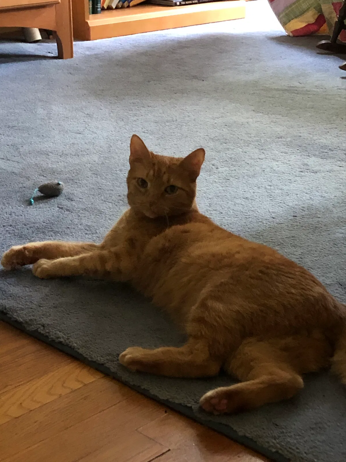 Lost cat in Carlisle, MA, 1741