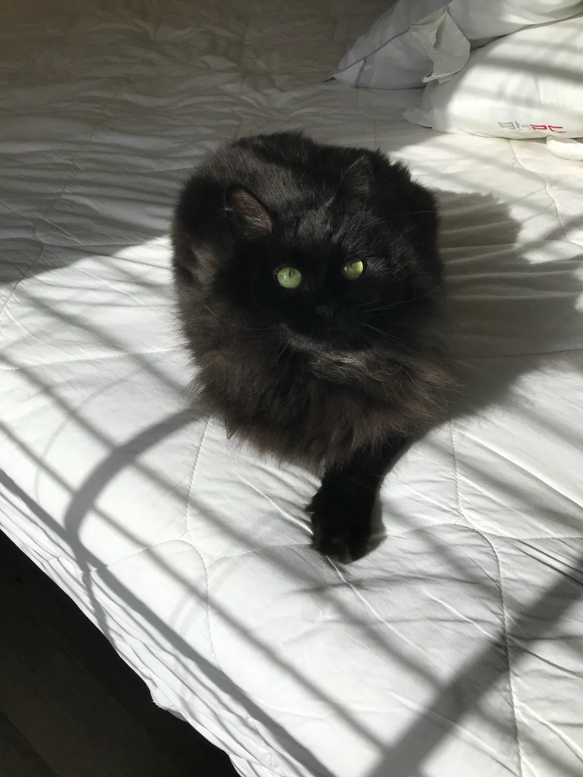 Lost cat in Altamonte Springs, FL, 32701