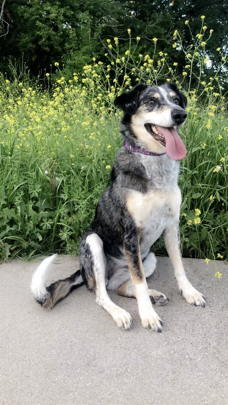 Lost dog in Clyde, TX, 79510