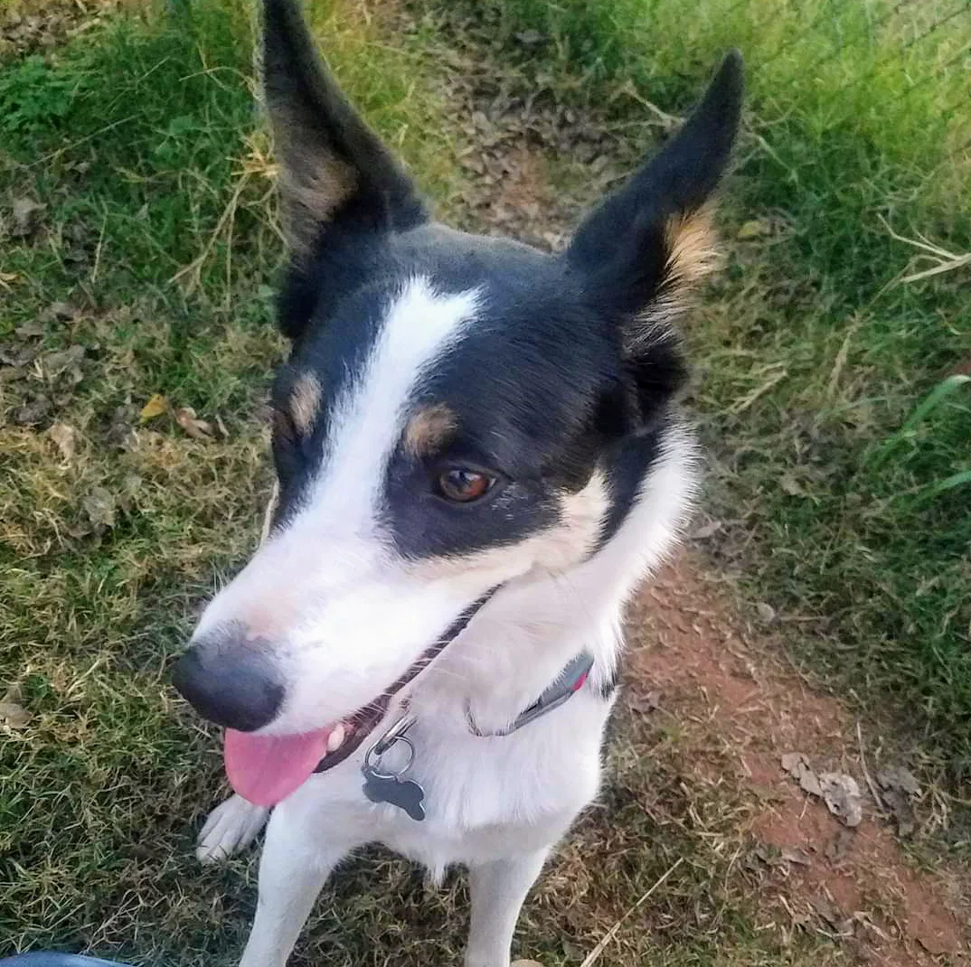 Lost dog in Wichita Falls, TX, 76306
