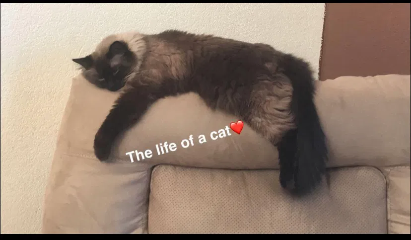 Lost cat in Longmont, CO, 80504
