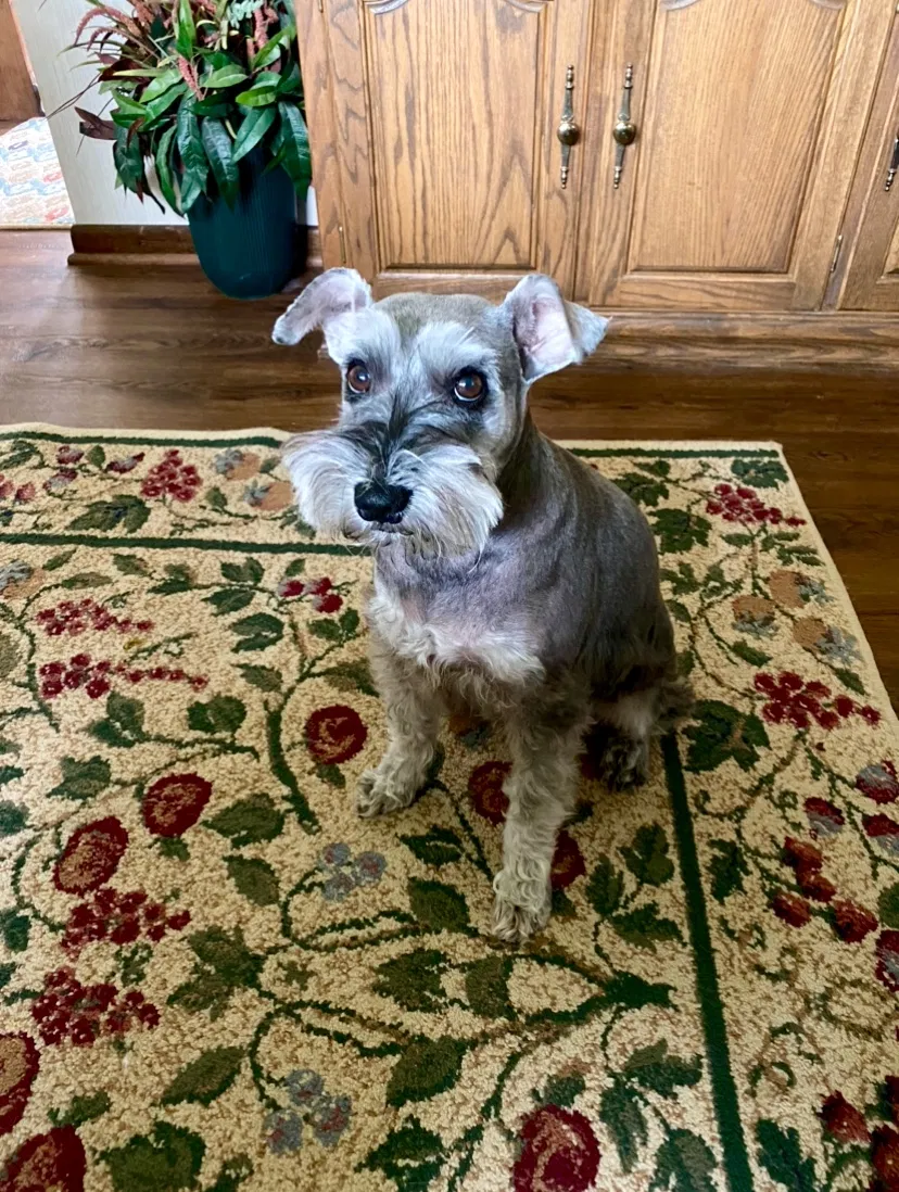 Lost dog in Anderson, IN, 46011