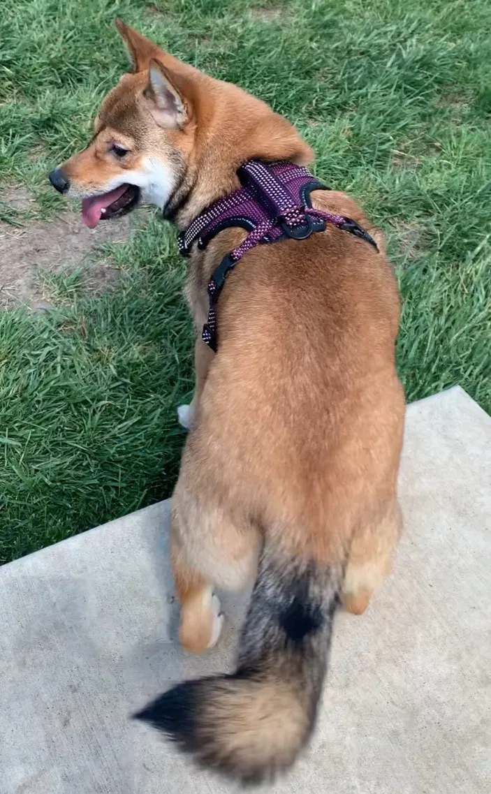 Lost dog in Lawrence, KS, 66049