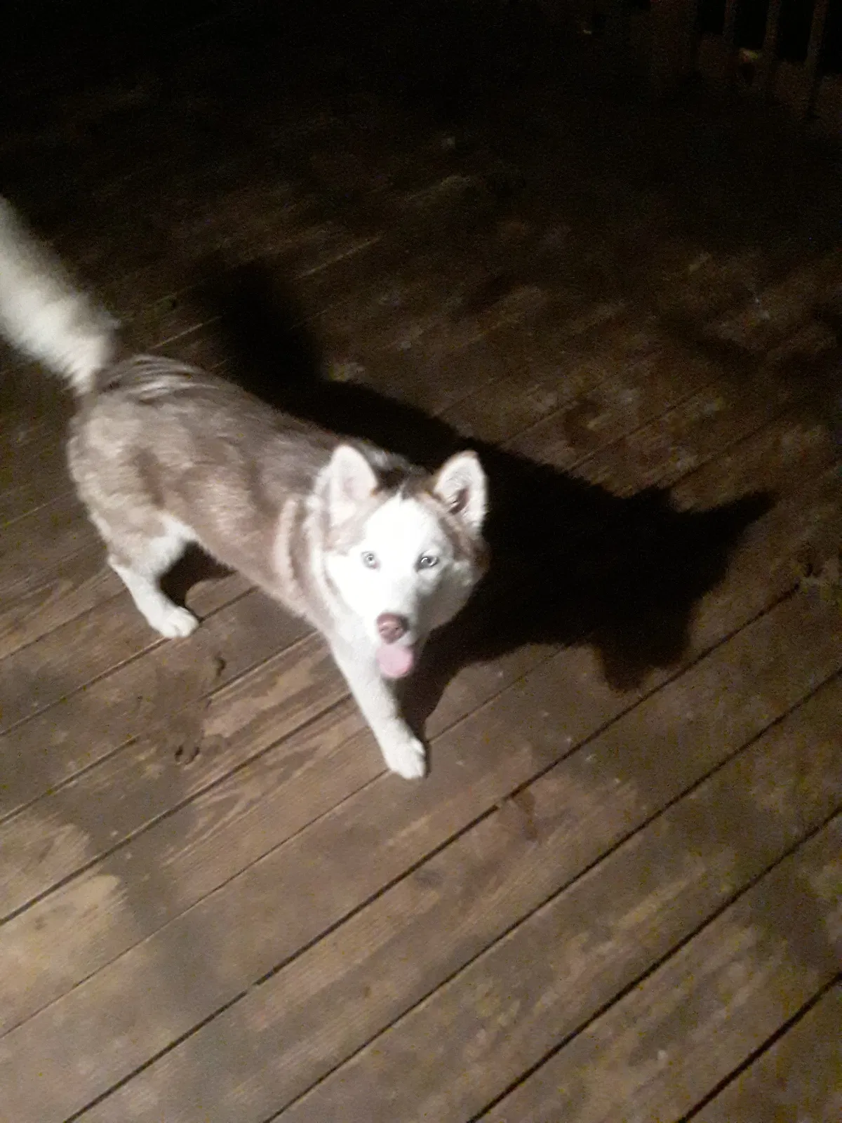 Lost dog in Hallsville, TX, 75650
