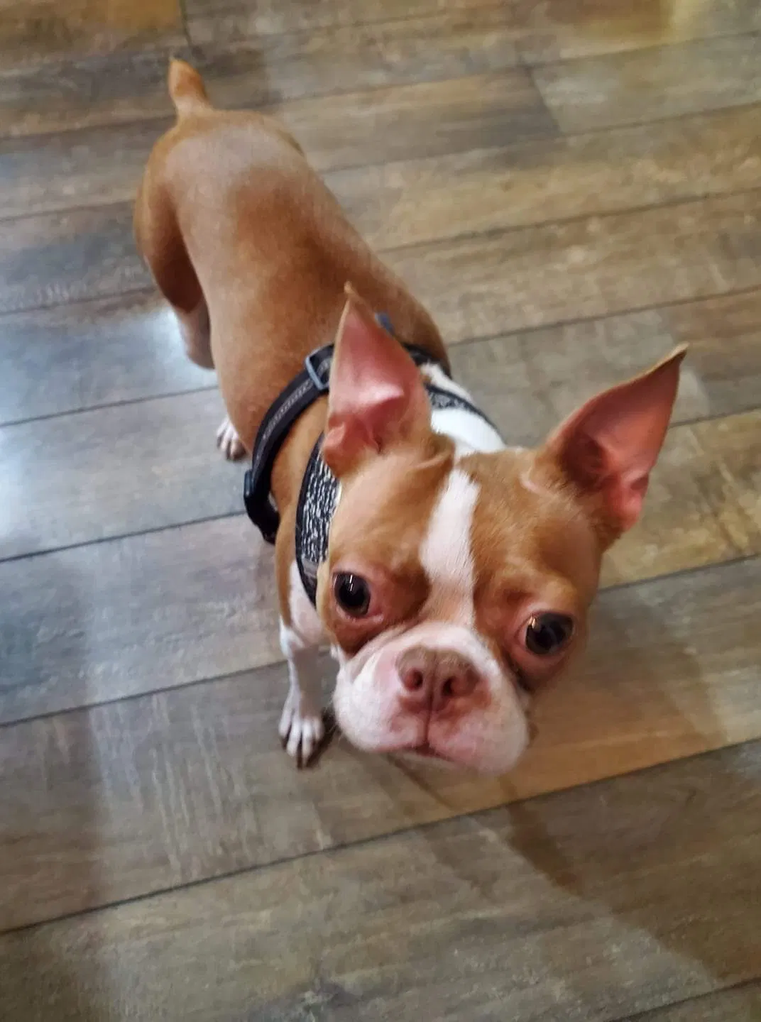 Lost dog in Wichita, KS, 67207