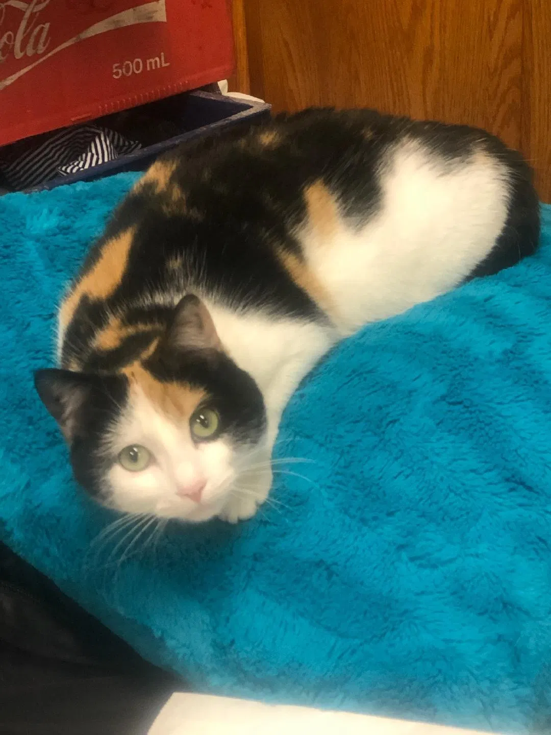 Lost cat in Tolland, CT, 6084