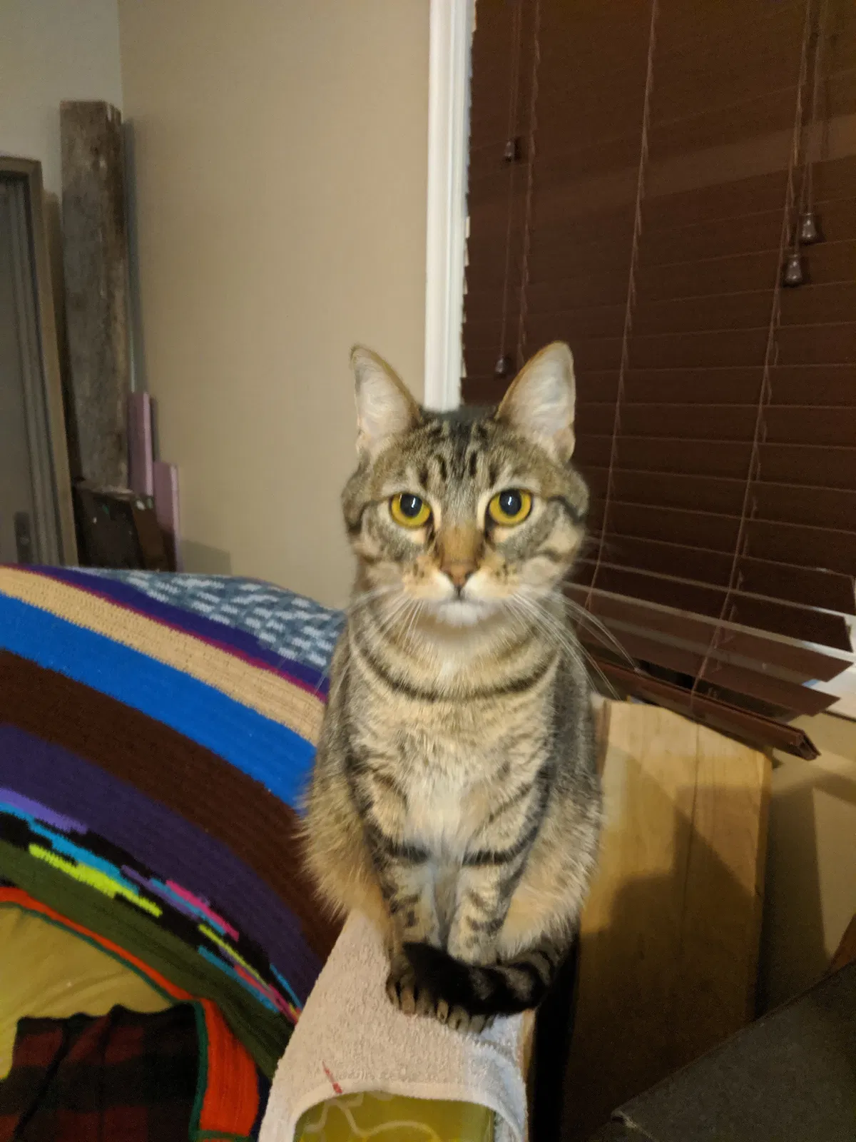 Lost cat in Lincoln, NE, 68504