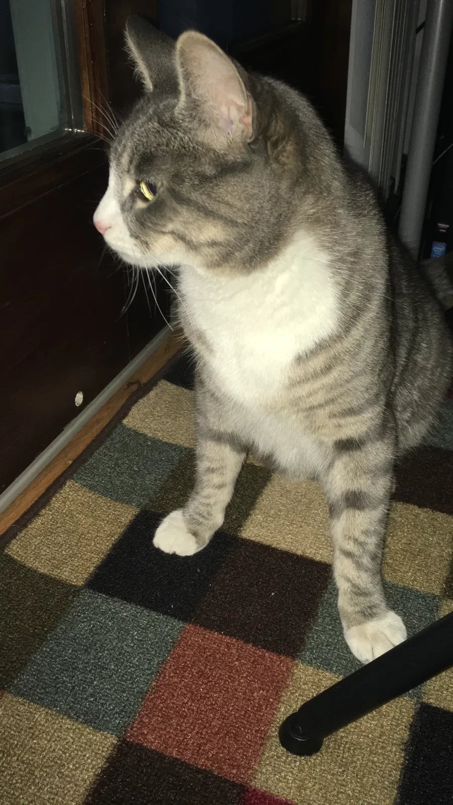 Lost cat in Lynn, MA, 1904