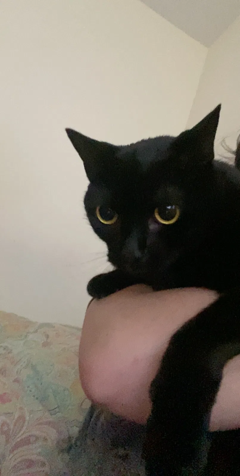 Lost cat in Madison, NJ, 7940