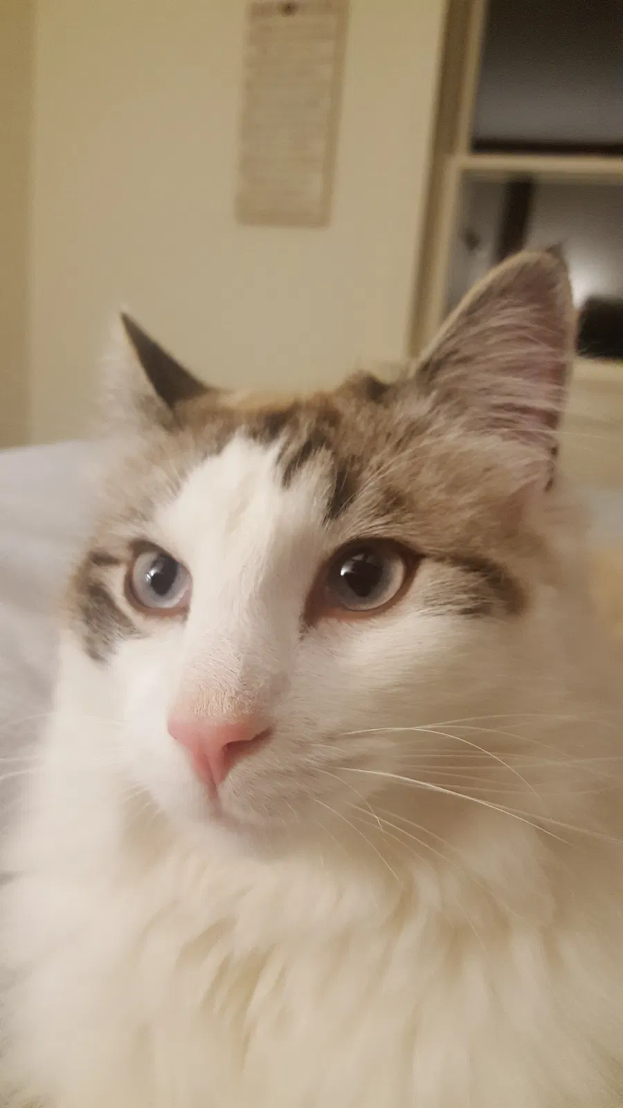 Lost cat in Hopedale, MA, 1747