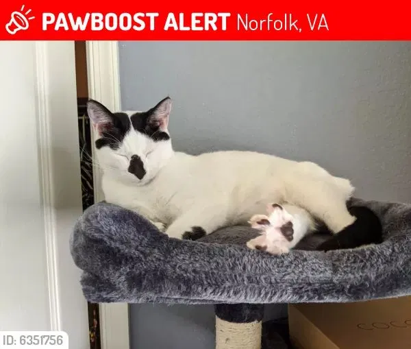 Lost cat in Norfolk, VA, 23513