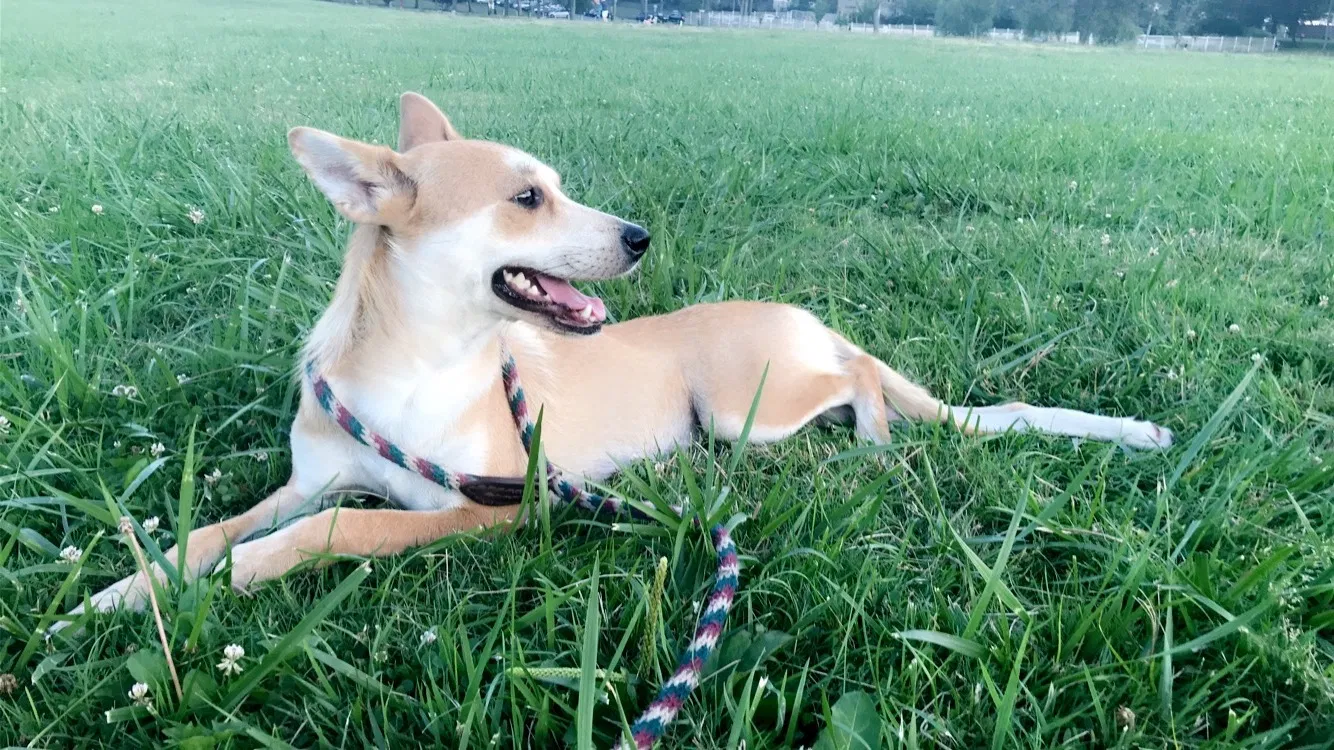 Lost dog in Jersey City, NJ, 7304