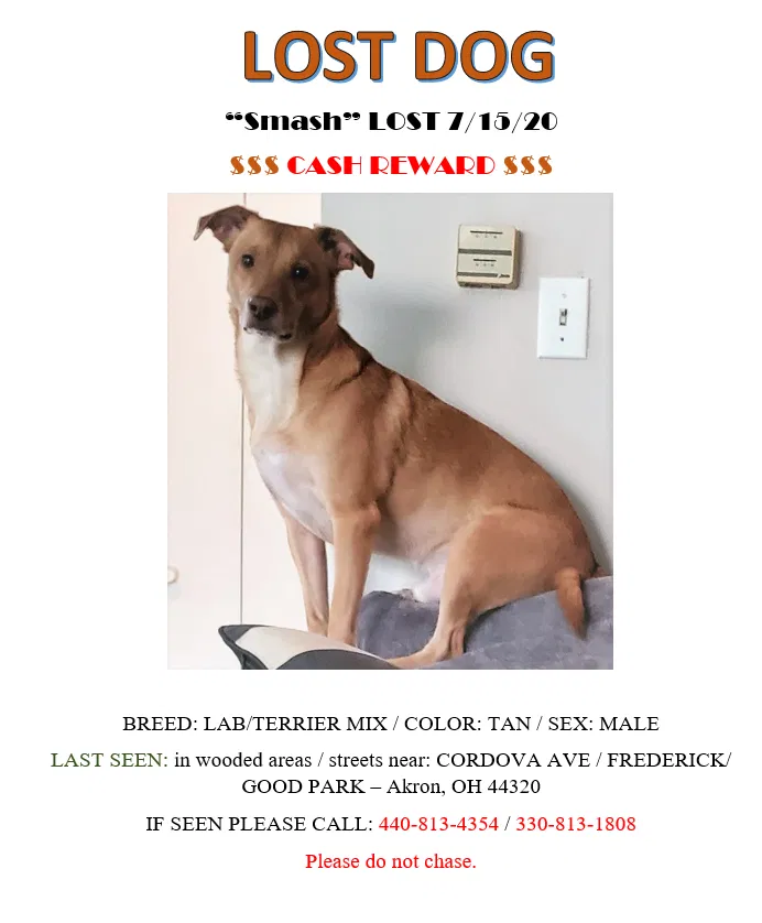 Lost dog in Akron, OH, 44320