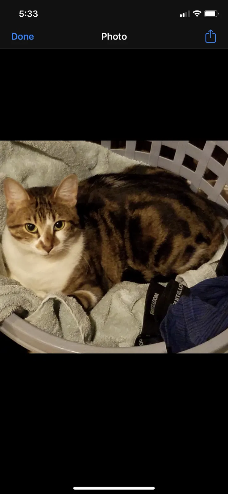 Lost cat in Broken Arrow, OK, 74012