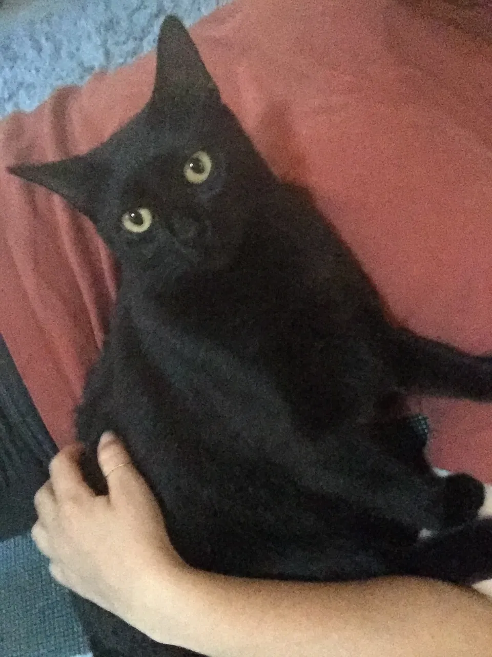 Lost cat in Candler, NC, 28715