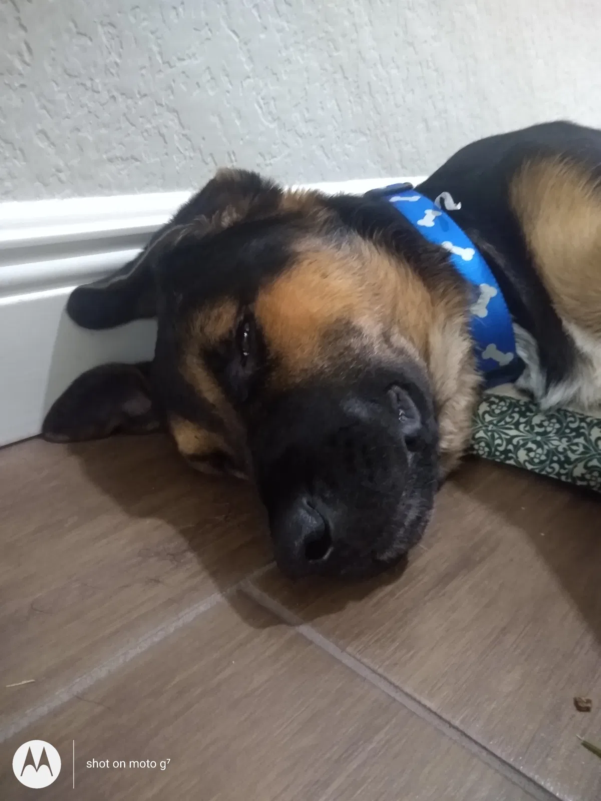 Found dog in Baytown, TX, 77521