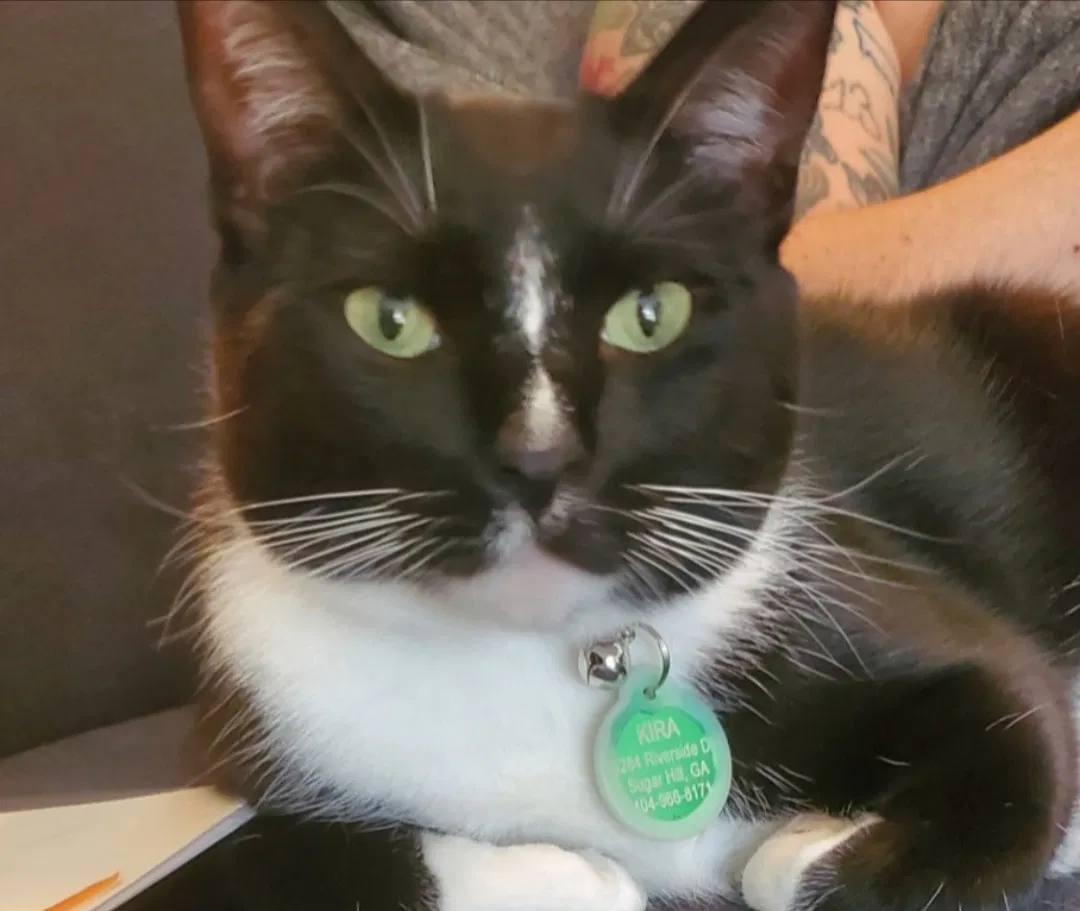 Lost cat in Buford, GA, 30518