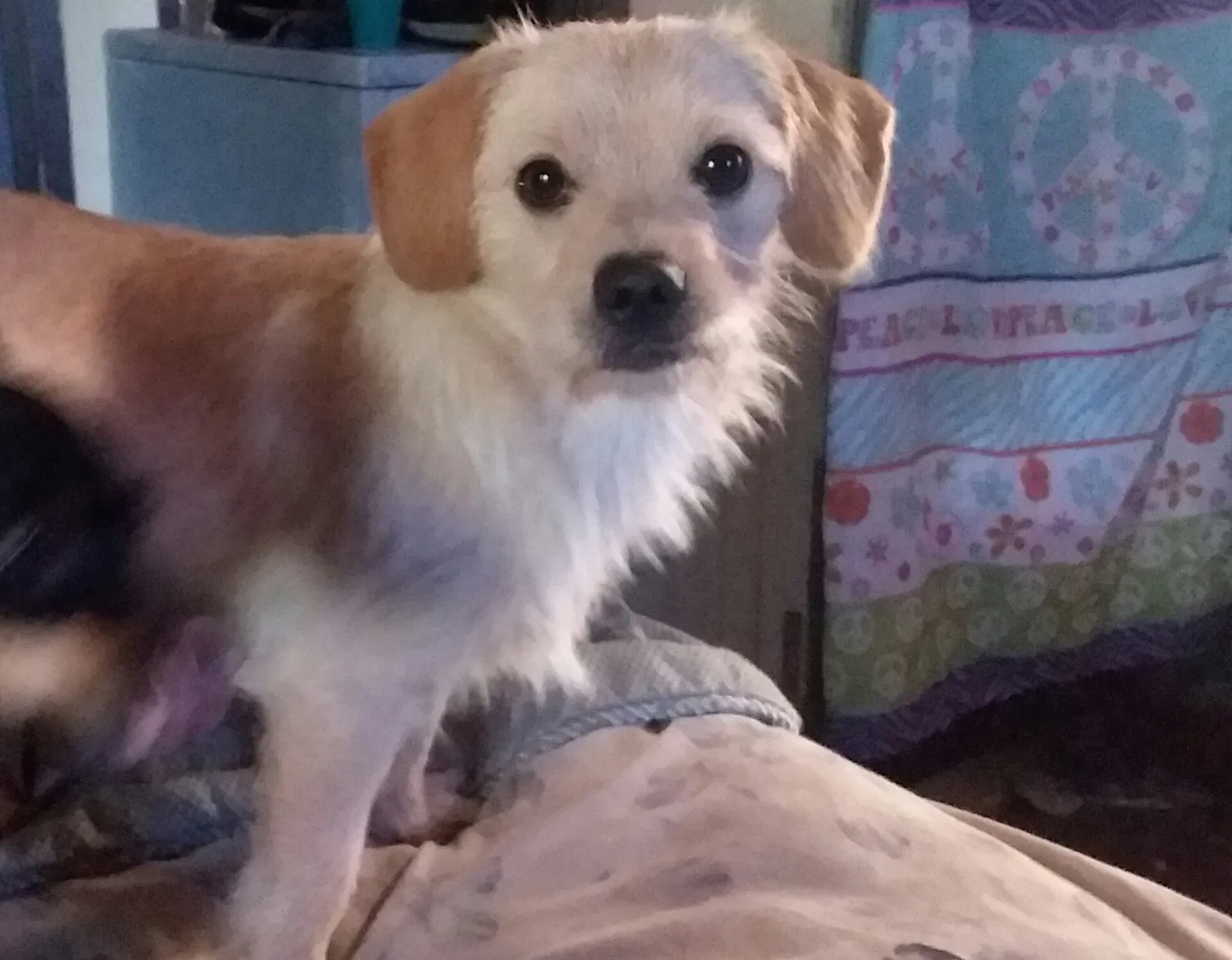 Lost dog in Bryson City, NC, 28713