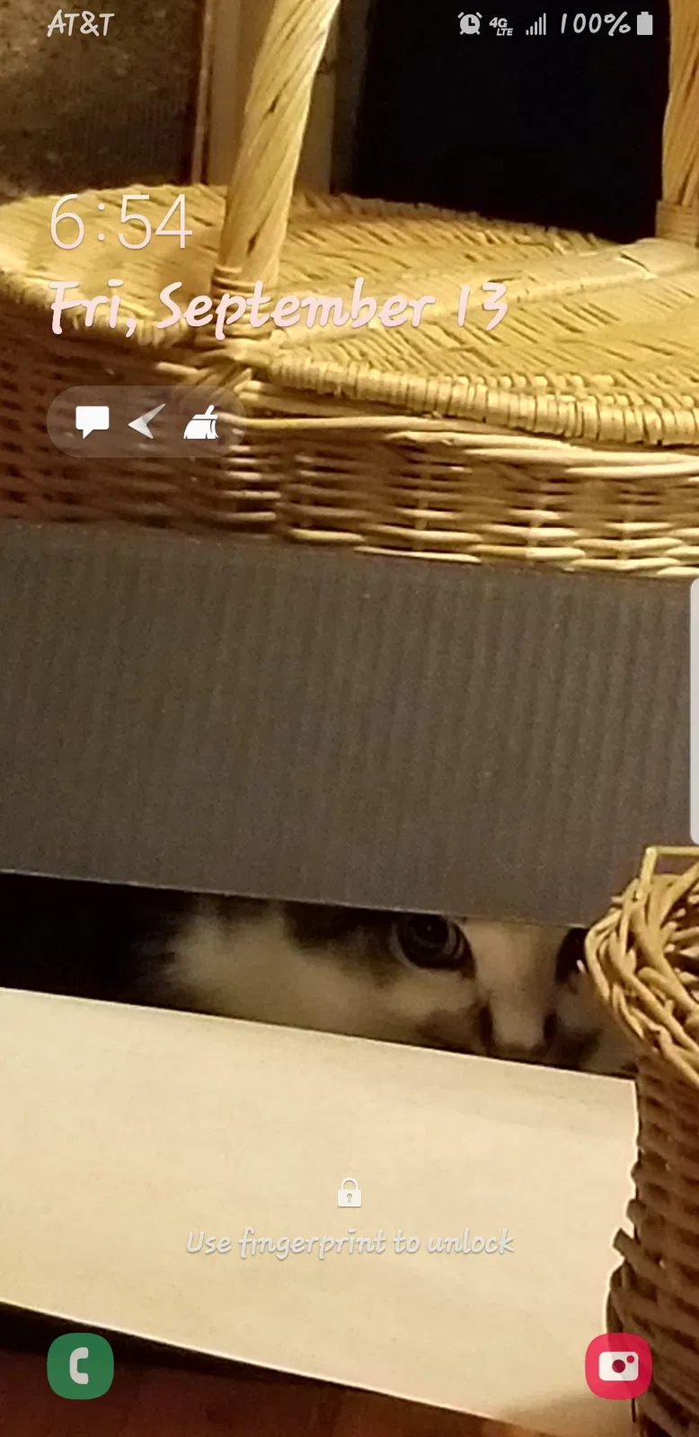 Lost cat in Eugene, OR, 97405