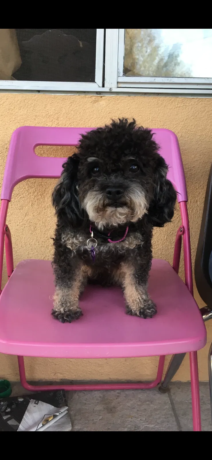 Lost dog in Norwalk, CA, 90650