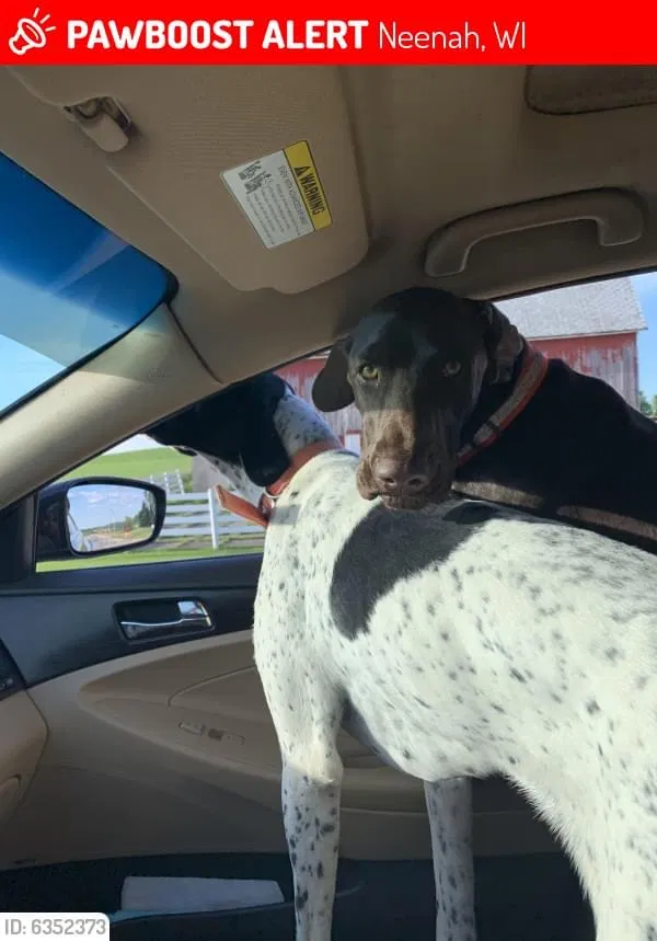 Lost dog in Neenah, WI, 54956