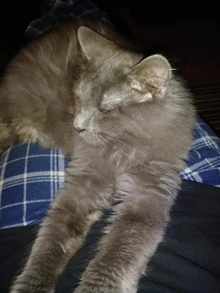 Lost cat in Peoria, IL, 61604