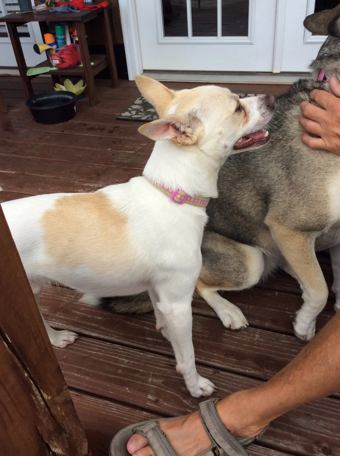 Found dog in Reeds Spring, MO, 65737