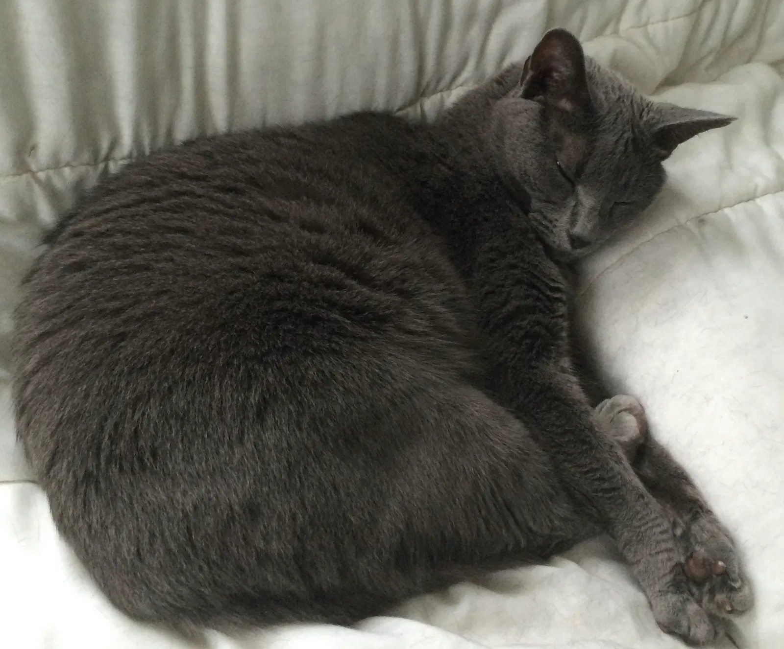 Lost cat in Cuyahoga Falls, OH, 44221