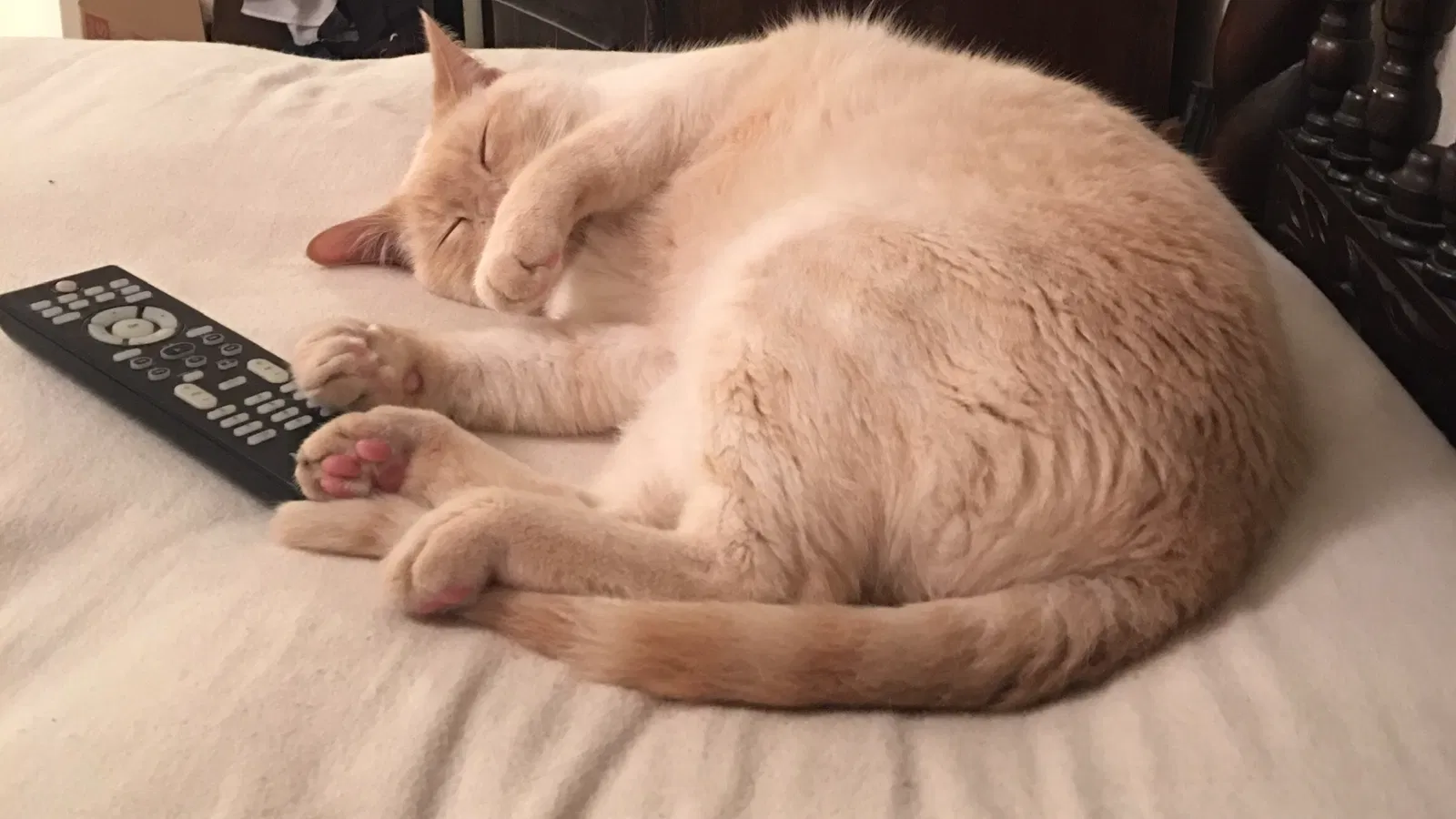Lost cat in College Station, TX, 77845
