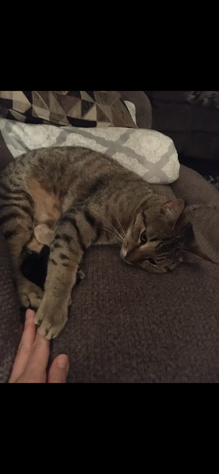 Lost cat in Jacksonville, NC, 28546