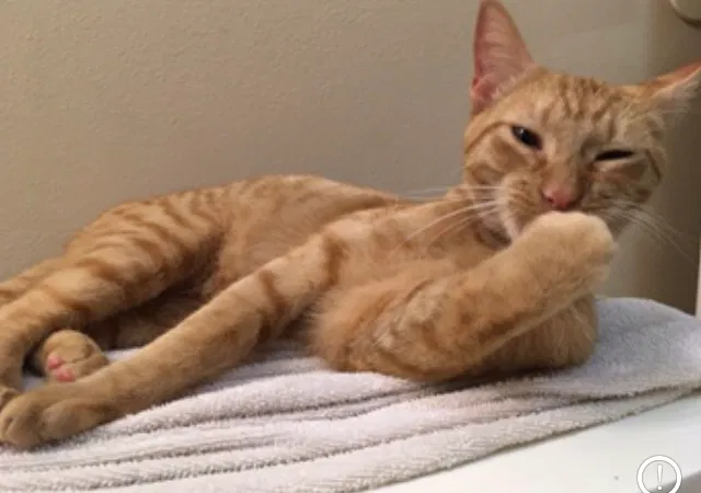 Lost cat in Judsonia, AR, 72081