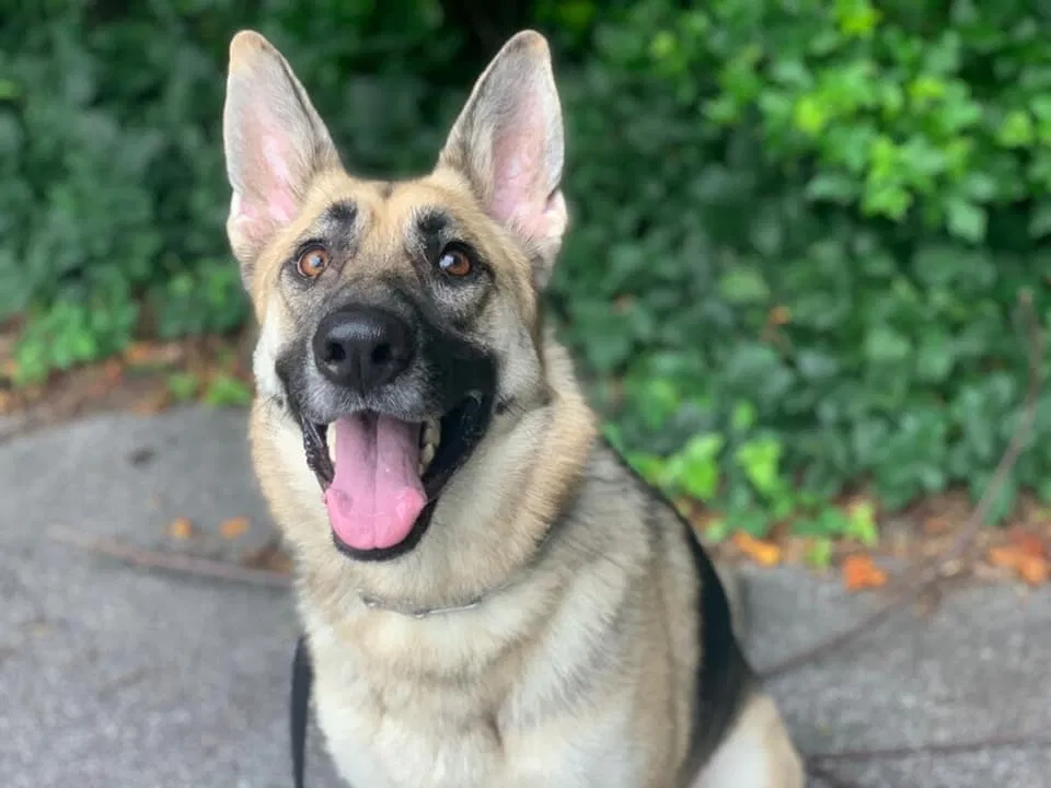 Lost dog in Myrtle Beach, SC, 29577