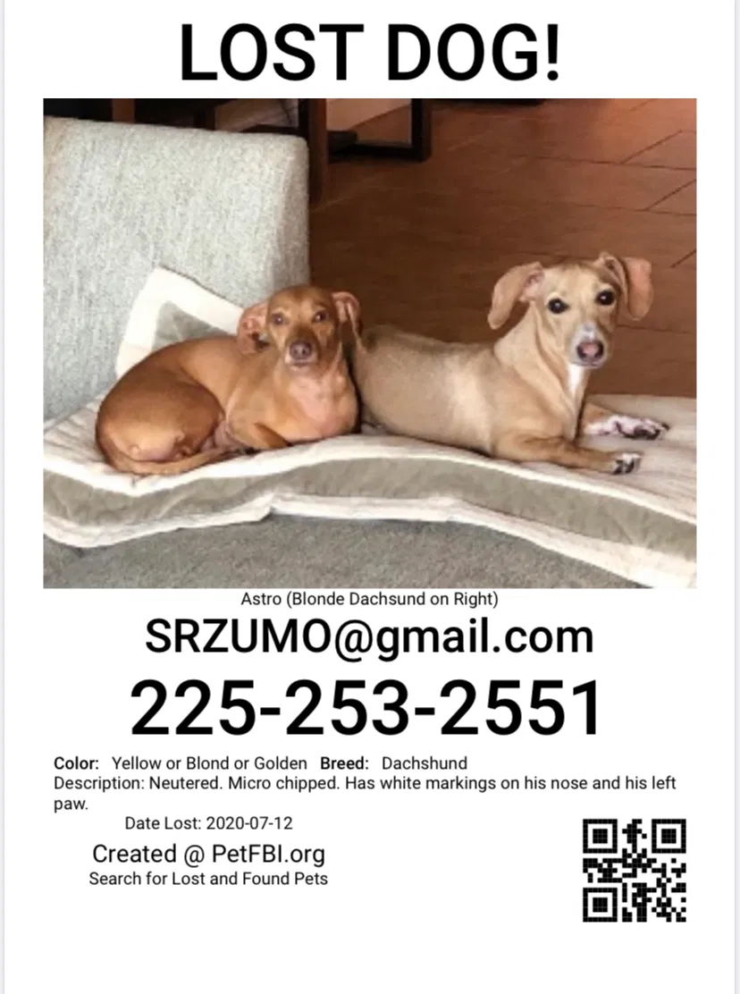 Lost dog in Clinton, LA, 70722