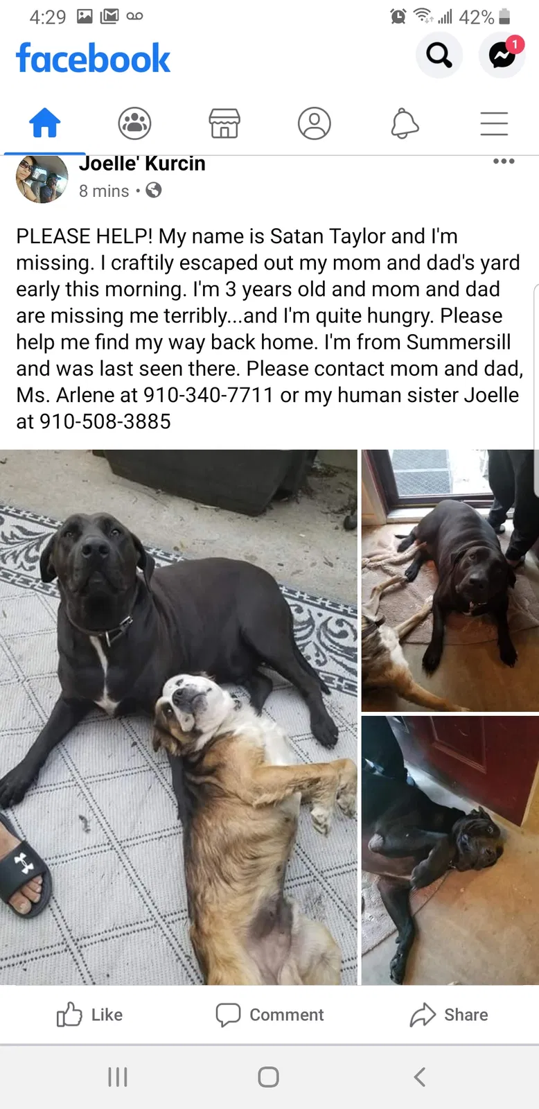 Lost dog in Jacksonville, NC, 28540