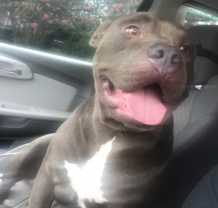 Lost dog in Lafayette, LA, 70508