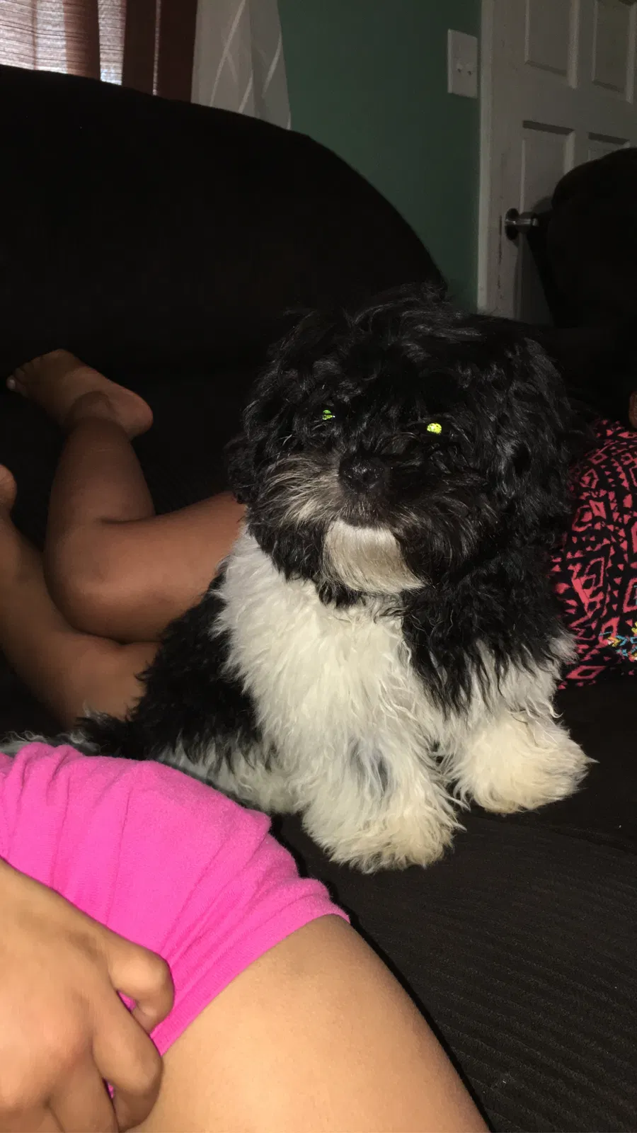 Lost dog in Winston Salem, NC, 27107