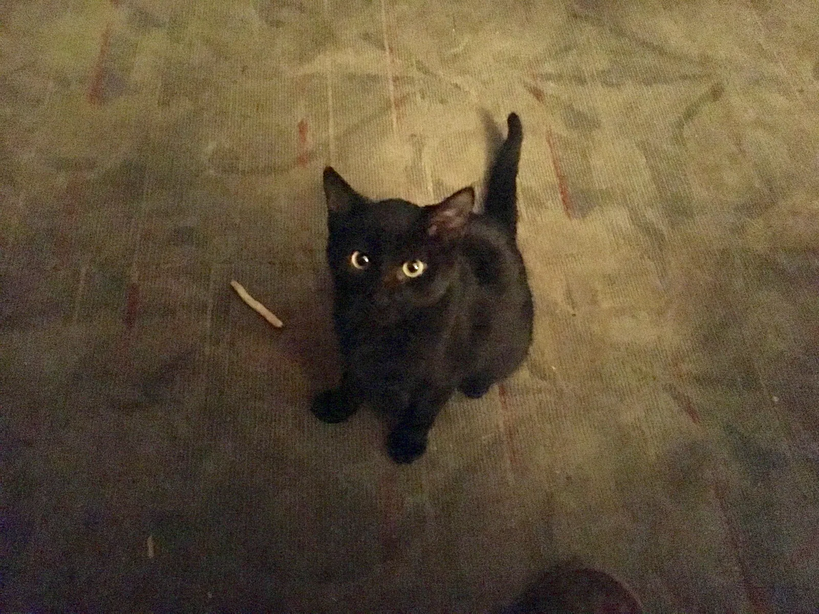 Lost cat in Oak Lawn, IL, 60453