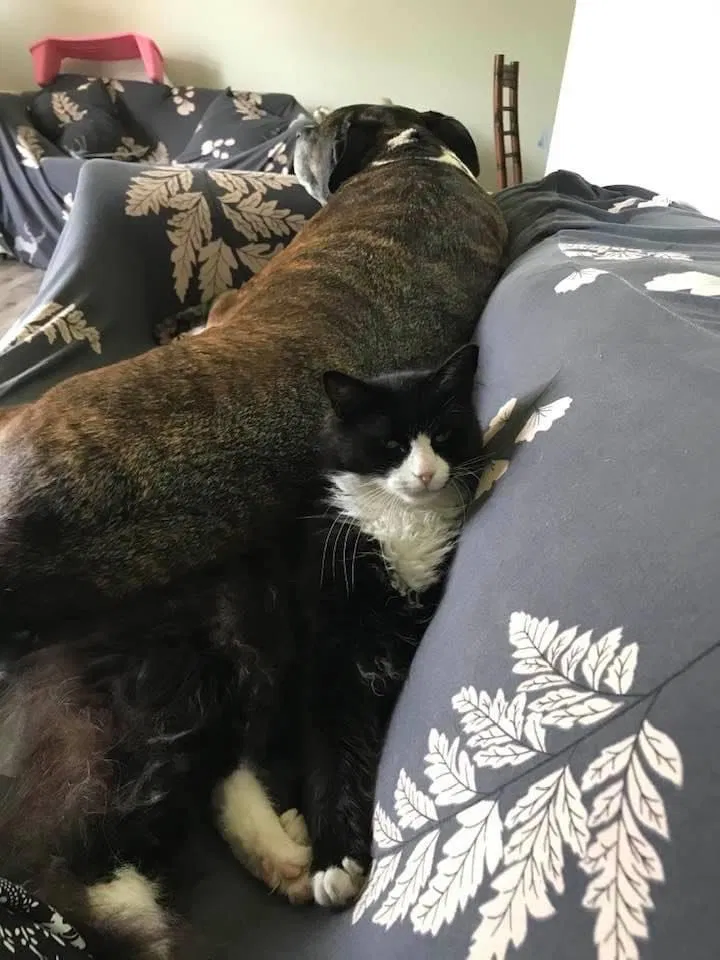 Lost cat in Fort Pierce, FL, 34951