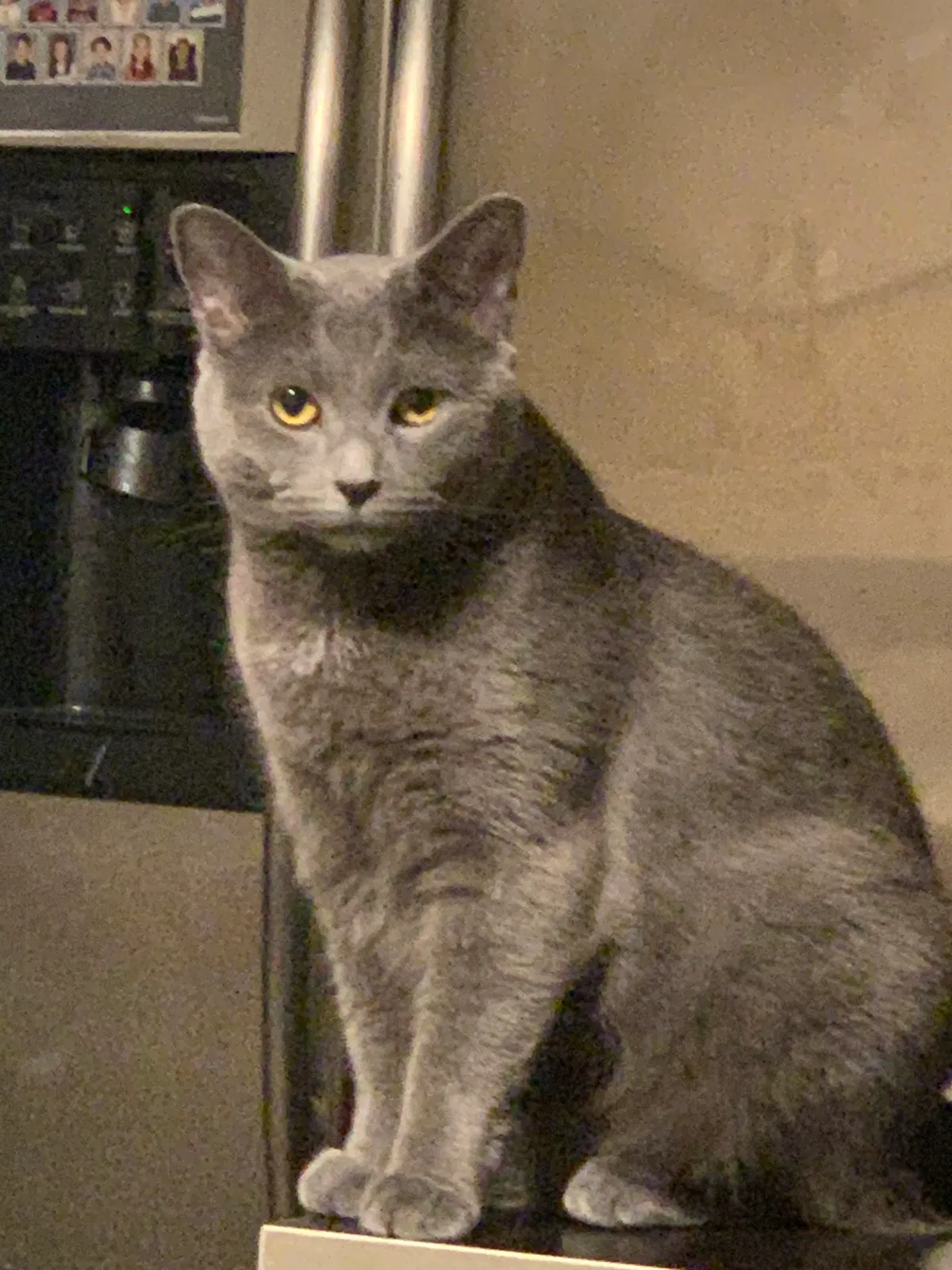 Lost cat in Philadelphia, PA, 19149