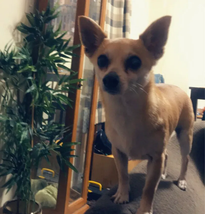 Lost dog in Marcus Hook, PA, 19061