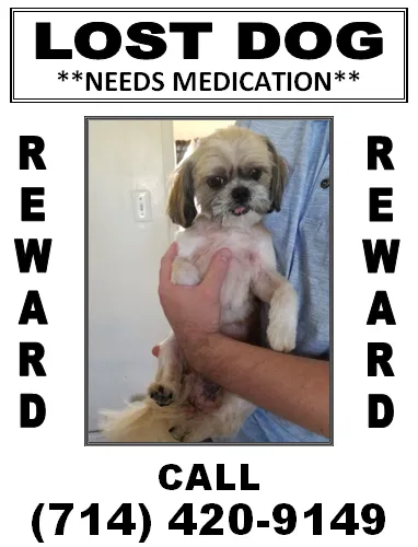 Lost dog in Santa Ana, CA, 92703