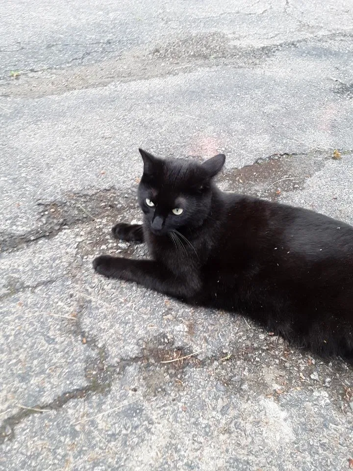 Lost cat in Millis, MA, 2054