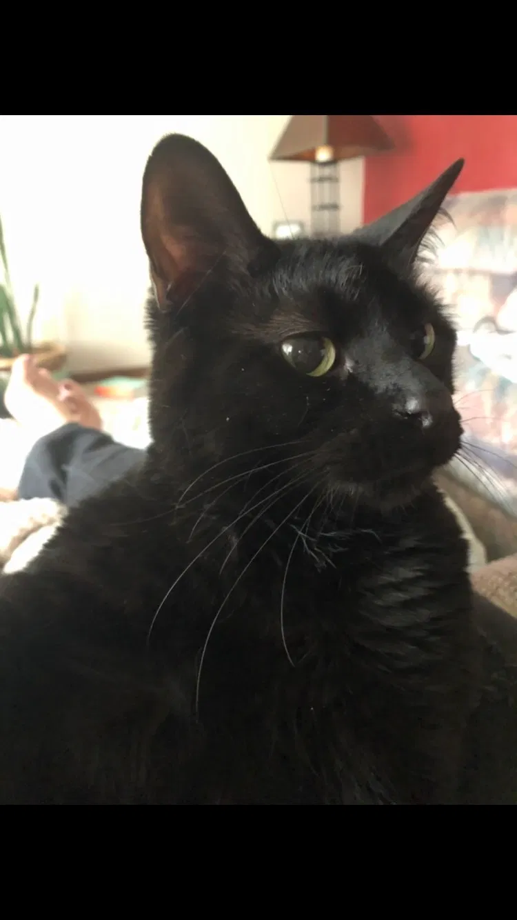 Lost cat in Tremont, IL, 61568