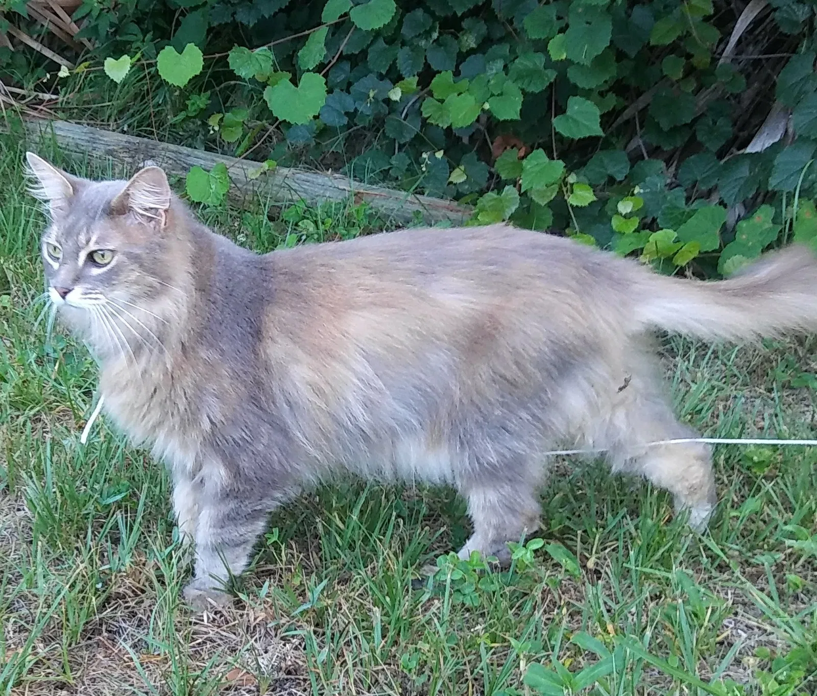 Lost cat in Melbourne, FL, 32901