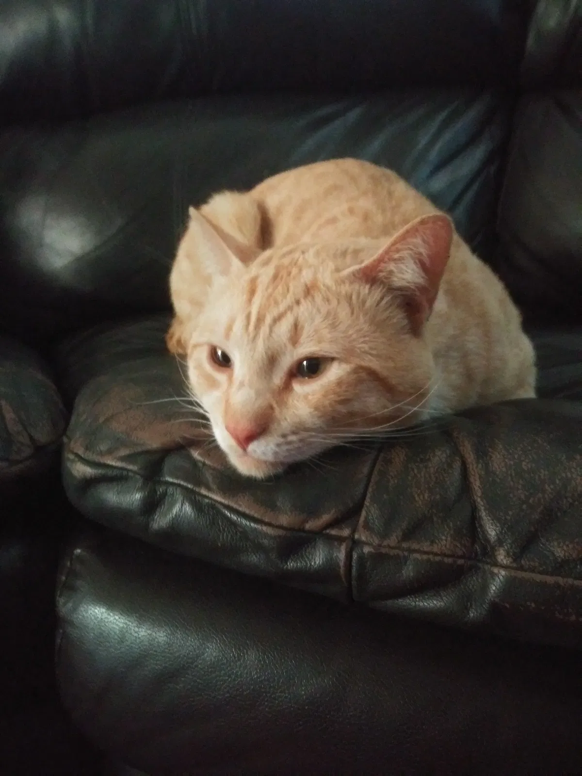 Lost cat in San Bernardino, CA, 92411
