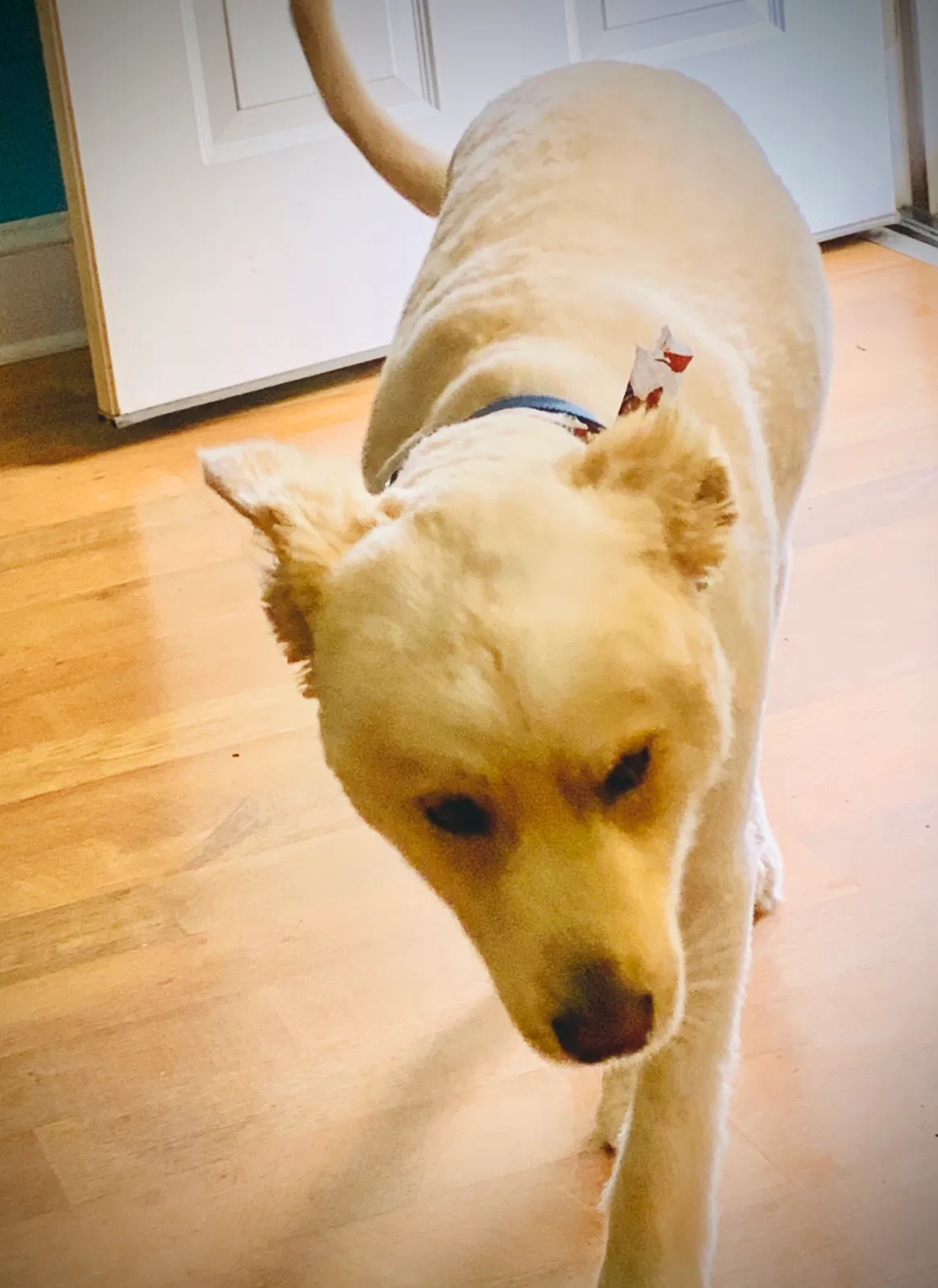 Lost dog in Indian Trail, NC, 28079