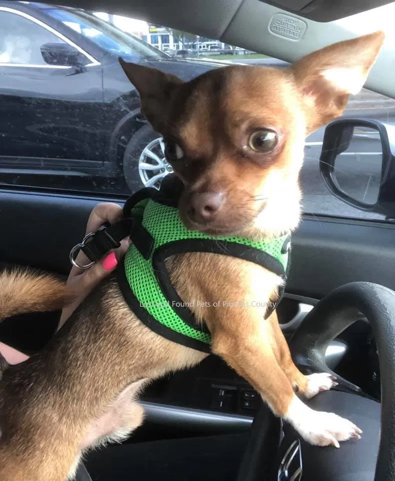 Lost dog in Largo, FL, 33771